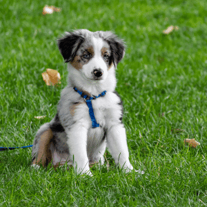 puppy wearing a harness in a park in Old Saybrook, CT Shoreline Happy Paws Makes Puppy Parenting Easier