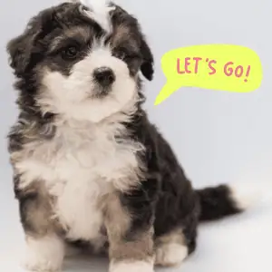 puppy with the words Let's go! potty training CT Shoreline