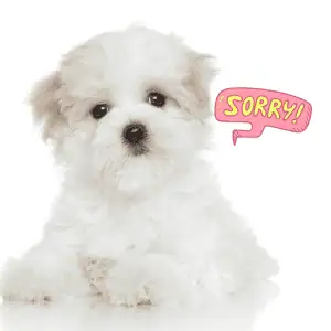 white puppy with the word "sorry" in a thought bubble potty training dogs