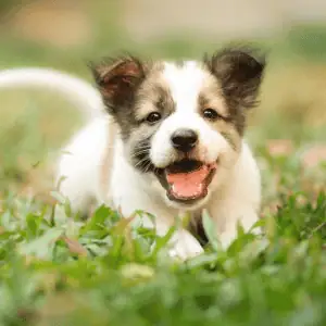 puppy in a yard in Old Saybrook, CT