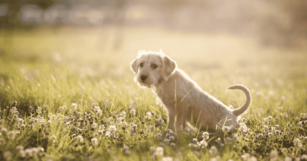 dog walker ct shoreline puppy going potty in Old Saybrook