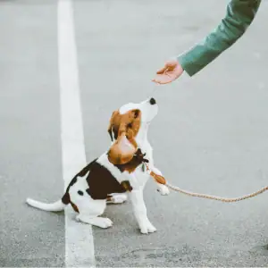 dog walker teaching dog loose leash walking shoreline happy paws