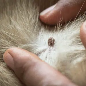 Top 4 Ways to Keep Your Puppy Safe in the CT Shoreline tick on puppy fur