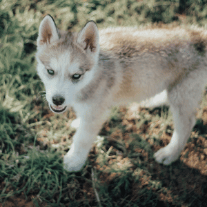 puppy in yard with Shoreline Happy Paws dog walker