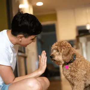 dog walker teaching dog to high five shoreline happy paws