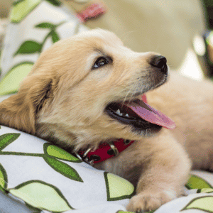 puppy in dog bed old saybrook, CT