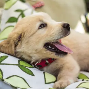 puppy in dog bed old saybrook, CT