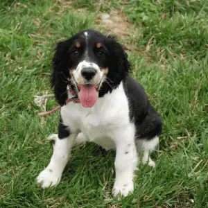 Top 4 Ways to Keep Your Puppy Safe in the CT Shoreline puppy panting