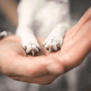 puppy paws on human hand dog walker holding puppy paws in Old Saybrook