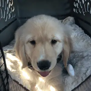 puppy in crate dog walker helping crate train puppy