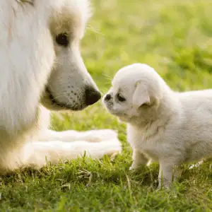 two dogs getting to know each other old saybrook