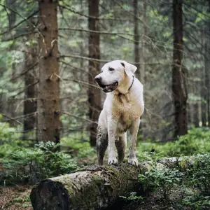 dog hiking in the CT Shoreline