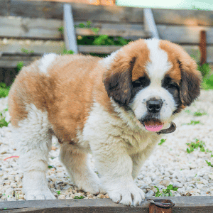 dog walker in yard with puppy in Old Saybrook
