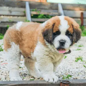 dog walker in yard with puppy in Old Saybrook