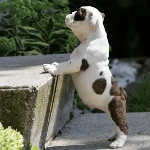 puppy in Old Saybrook yard trying to climb a step