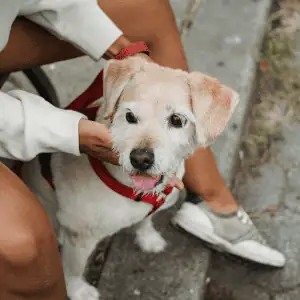 puppy with human old lyme ct