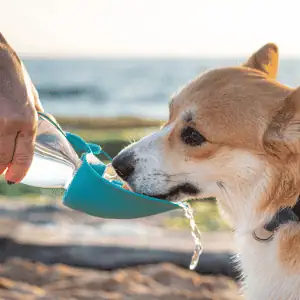Top 4 Ways to Keep Your Puppy Safe in the CT Shoreline puppy drinking water at beach