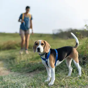 dog hiking with dog walker in the CT Shoreline