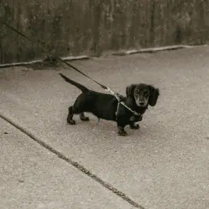 puppy on leash with Shoreline Happy Paws dog walker