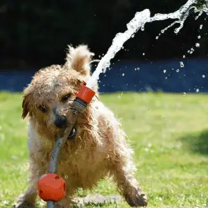 Top 4 Ways to Keep Your Puppy Safe in the CT Shoreline puppy drinking water from hose