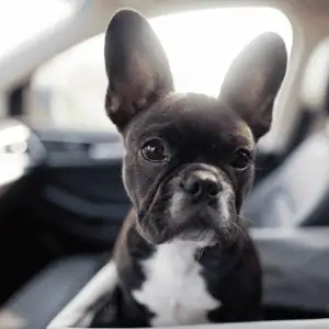 puppy in car saybrook, CT