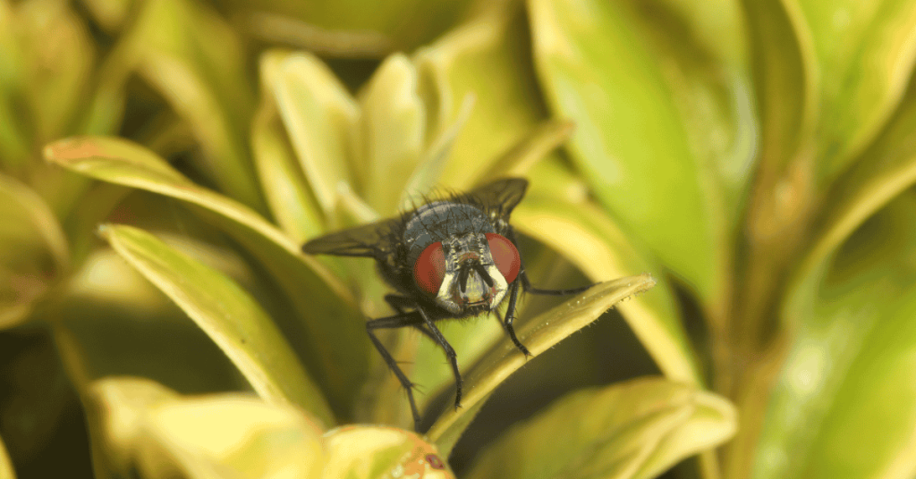 botflies in the CT Shoreline
