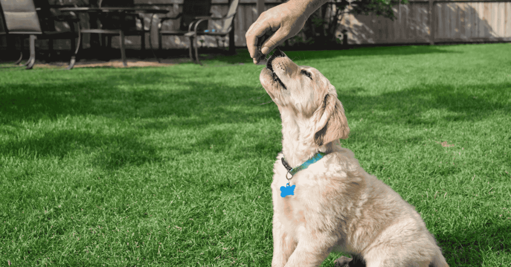 5 ways dog walkers help train puppies dog walker giving a puppy a treat