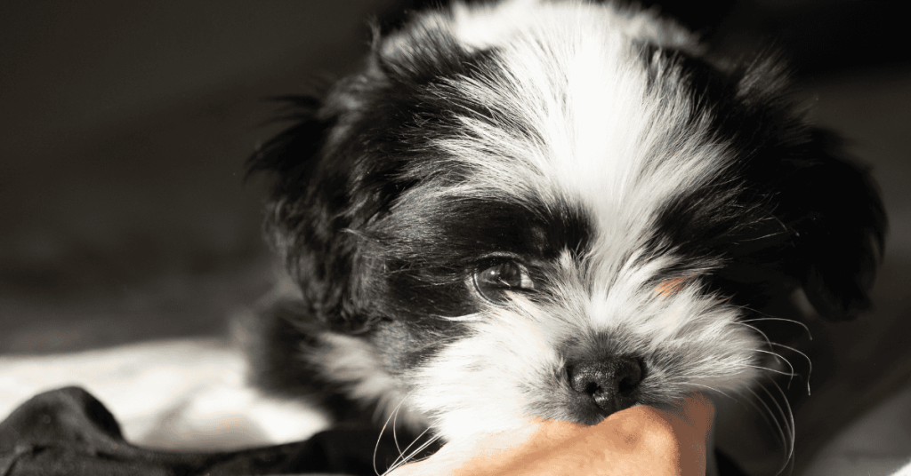 Professional Dog Walkers Socialize Your Puppy puppy with Shoreline Happy Paws pet sitter dog walker