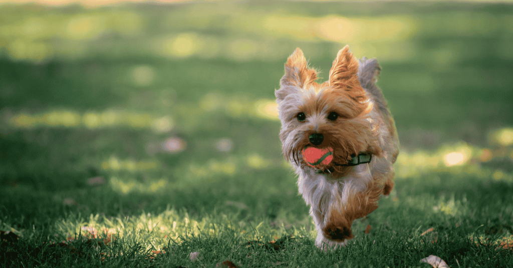 puppy running in old lyme ct