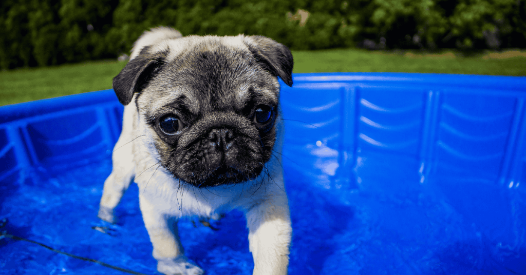 Top 4 Ways to Keep Your Puppy Safe in the CT Shoreline this Summer puppy in a pool