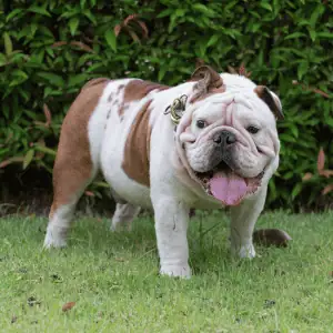 fat dog out of breath in CT Shoreline
