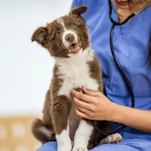 puppy at vet before day trip in the CT Shoreline