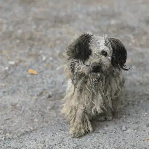 lost dog in the CT Shoreline