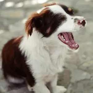 dog vocalizing while on a walk in CT Shoreline