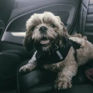 dog in a car wearing a car harness CT Shoreline