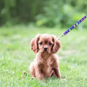 puppy on a day trip in the CT Shoreline