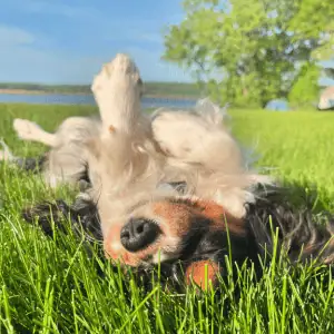 dog rolling on grass near CT Shoreline beach