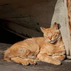 lost cat in the CT Shoreline