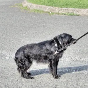 dog pulling while on a walk in CT Shoreline