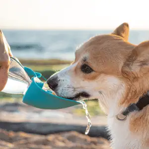 dog drinking water at a beach in the CT Shoreline
