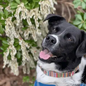 dog on a hiking adventure with Shoreline Happy Paws