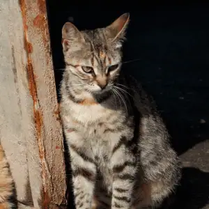 lost cat in the CT Shoreline