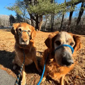 two dogs on a hiking adventure with Shoreline Happy Paws