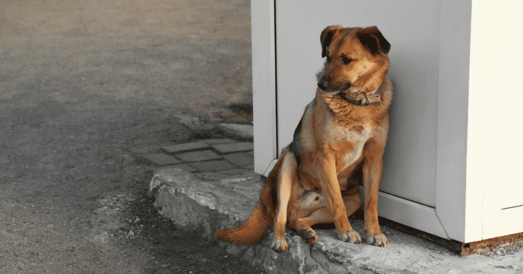 top 5 tips for lost pet prevention in the CT Shoreline