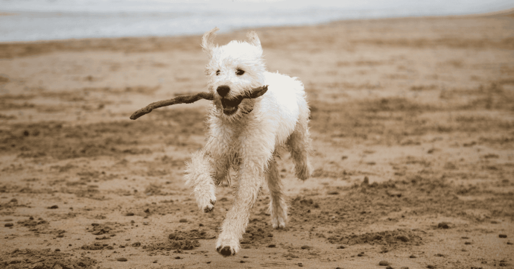dog at a beach in the CT Shoreline Planning the Perfect Summer Day Trip With Your Puppy