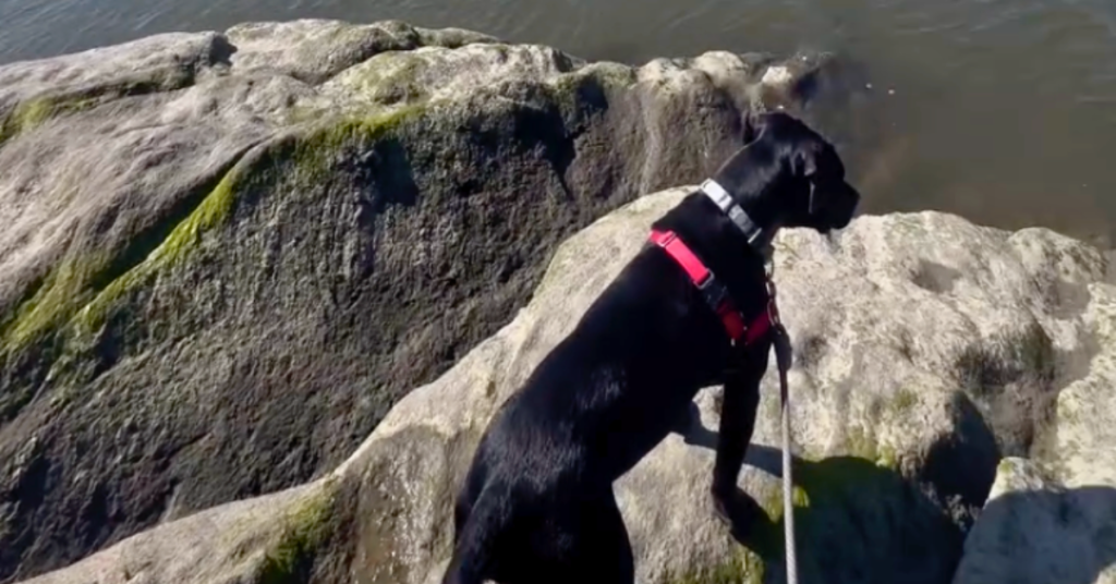 5 Ways to Celebrate Your Rescue Dog on DOGust 1st - dog on cliff overlooking beach in CT Shoreline