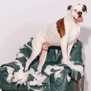 dog destroying couch in CT Shoreline