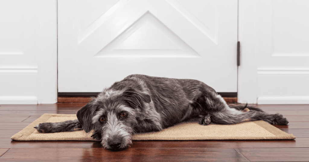 dog lying by front door in the CT Shoreline Supporting Shoreline Pets During Back-to-School