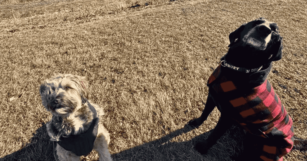 two dogs on a hike near Old Saybrook, CT with Shoreline Happy Paws