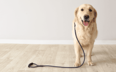Dog Walks: A Lifeline for Active Pets and Their Family